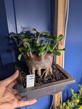 Adenium Arabicum Red