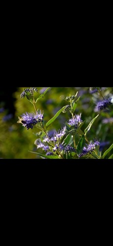 Caryopteris bluebird - caryopteris,