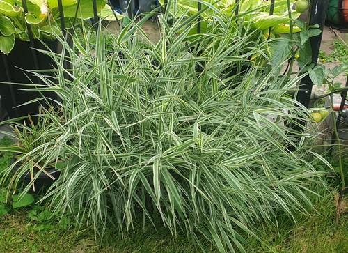 Ribbon grass striking - grass,