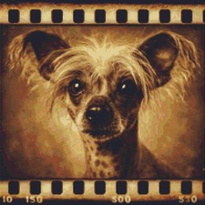 Hairless Chinese Crested Puppy