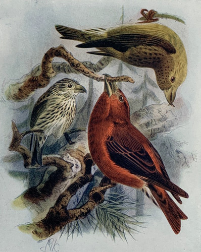 Crossbill birds britain - crossbill,