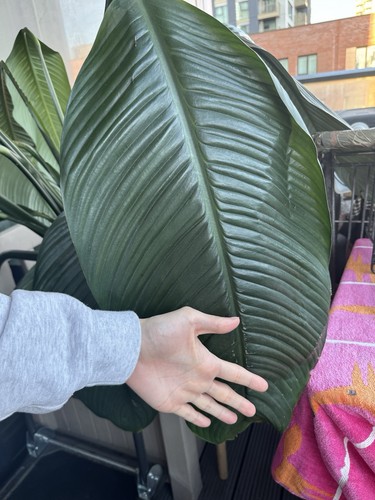 Giant peace lily spathiphyllum - peace,