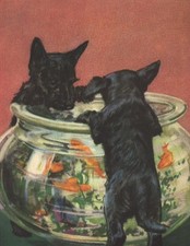 Scottish Terrier Pups