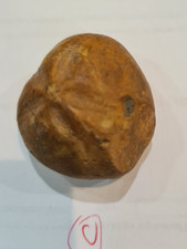 micraster echinoid fossil