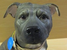 Beautiful LARGE Leonardo Collection Dog Studies STAFFORDSHIRE BULL TERRIER 26cm