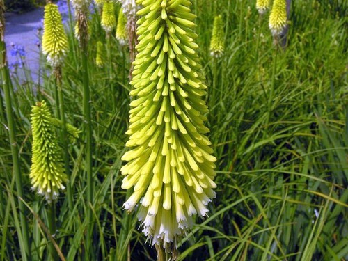 Kniphofia citrina yellow red - kniphofia,