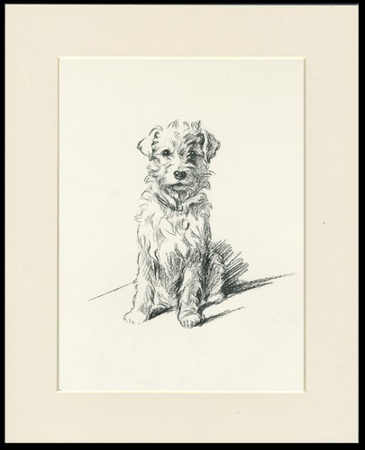 Jack russell terrier vintage - terrier,