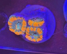 Acan Rainbow Frags LPS 🌈 