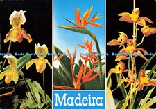 D138624 Madeira Orquidea Cymbidium Louwamo Cypipedilum insigne Sterilizia regina