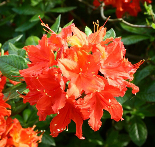 Rhododendron balzac large - ak,