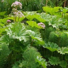Darmera peltata Pond Plant in 9cm Pot - Umbrella Plant Live Marginal Water Plant