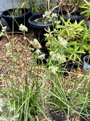 Luzula nivea - (snowy, woodruff)