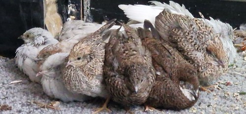 Chinese button quail - 12, x