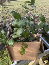 Box Of Fresh Bramble Cuttings