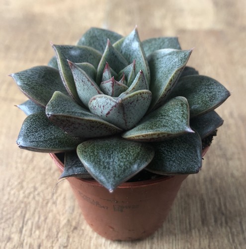 Echeveria purpusoram var - purpusoram, var.
