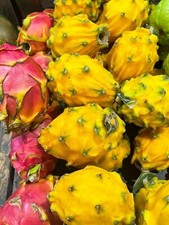Yellow Dragon Fruit -