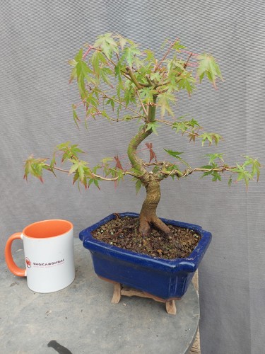 Japanese maple outdoor bonsai - maple,