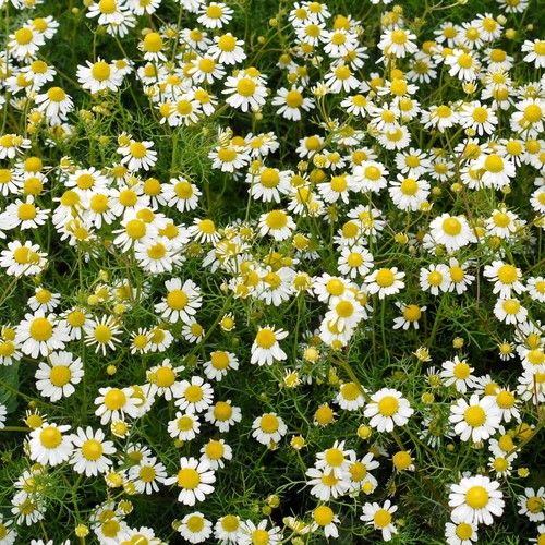 Chamomile roman plant - -,