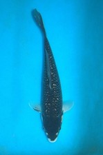 12" Gin Rin Matsubakawabake