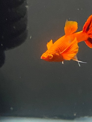High quality albino - high,