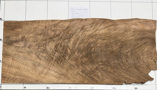 English walnut crotch real - english,