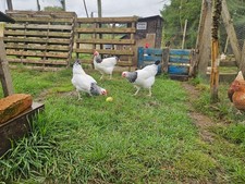 6 fresh Light Sussex chicken