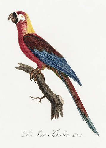 Plate cuban red macaw - 5,
