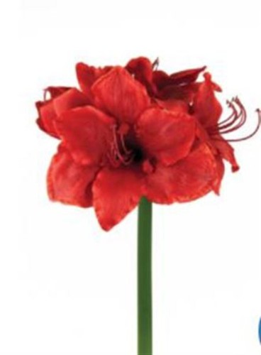 Artificial amaryllis red - artificial,