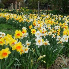 Daffodil narcissi naturalising - daffodil/narcissi,