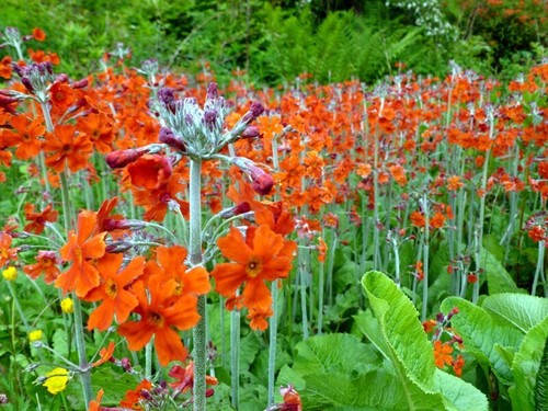 Primula cockburniana seeds - primula,