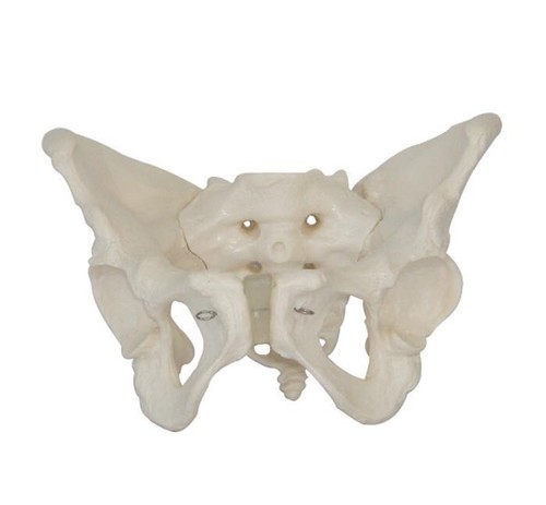 Model anatomy life - model,