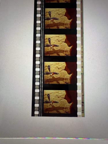 Authentic lion king 35mm - authentic, film