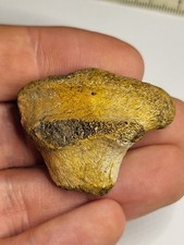 Edmontosaurus Ankle/Heel Bone