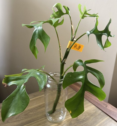 Mini monstera plant - monstera,