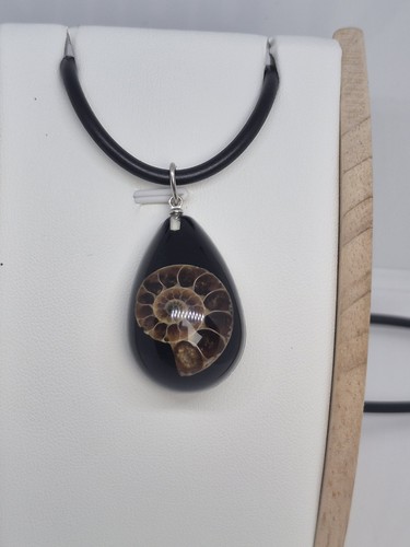 Ammonite fossil in black - ammonite,