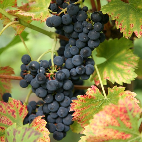 Black grape regent fruit - black,