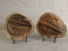 Large 2 piece Trilobite fossil