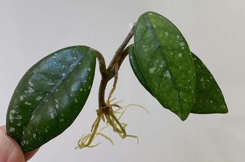 Hoya wilbur graves - rooted, 3