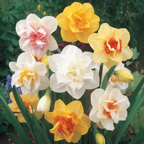 Daffodil narcissus sorbet - 20,