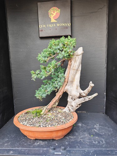 Tanuki needle juniper bonsai - tanuki,