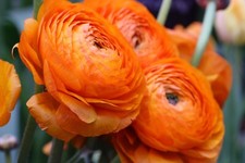 100 Ranunculus ORANGE Bulbs Summer Peony Shaped Buttercup Flowers Garden Plants