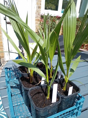 California fan palm - california,