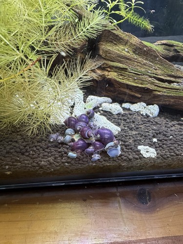 Purple dime size mystery - dime,