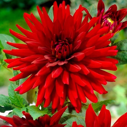 Schone xtra large dahlia - schone,