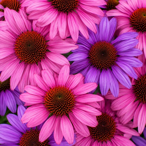 Pink purple echinacea - pink, &