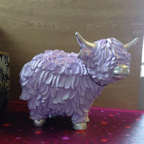 Next hamish highland cow - highland,
