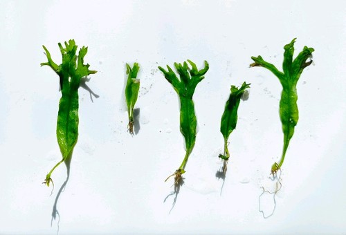 Windelov java fern - 5, x