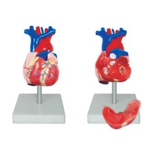 66fit™ Anatomical Life Size Heart Model - Medical Training Aid