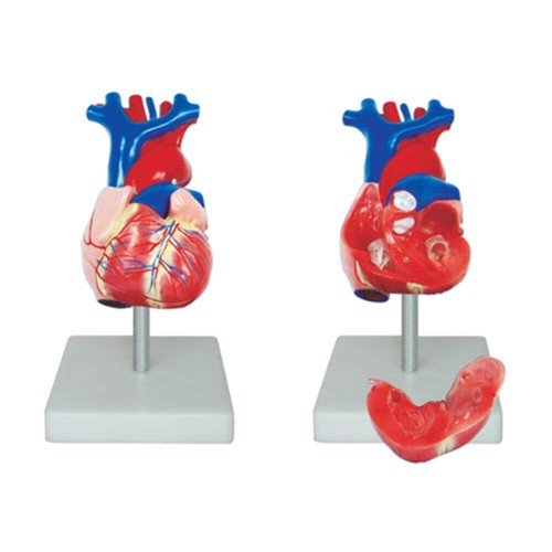 66fit anatomical life size - life,