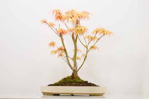 Katsura japanese maple - , bonsai
